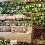 Green Life Herbs & Acupuncture