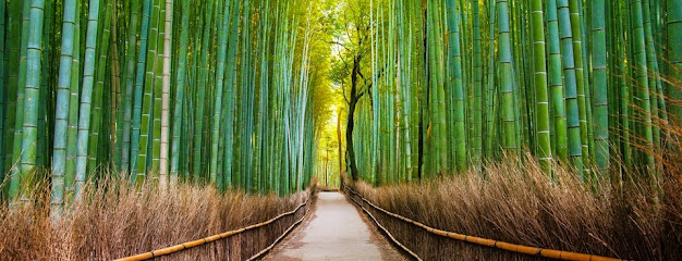 Plantation Acupuncture