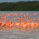 Flamingo Tours