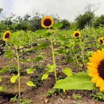 El Cerro del Girasol