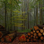 Aprovechamiento Forestal del Sureste S.A. de C.V.
