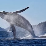 Whale Watch Cabo