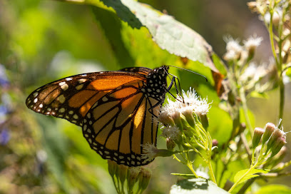 Santuario de la Mariposa Monarca Sierra Chincua