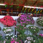 La Feria de las Flores