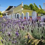 Hotel Y Beer Garden "Quinta San Antonio"