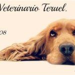 Centro Clínico Veterinario Teruel