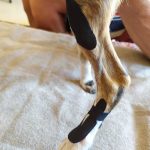 Reanimalia. Rehabilitación & Ortopedia Veterinaria
