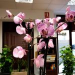MASAJES y ACUPUNTURA - ??